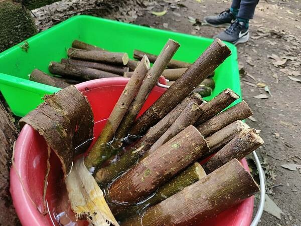 松鶴部落-森林五感體驗,享受敲樹皮、精油噴霧DIY及山林饗宴