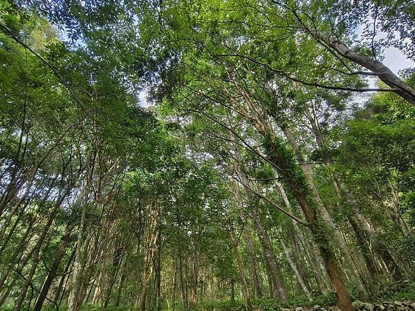 松鶴部落-森林五感體驗,享受敲樹皮、精油噴霧DIY及山林饗宴