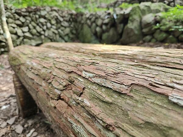 松鶴部落-森林五感體驗,享受敲樹皮、精油噴霧DIY及山林饗宴