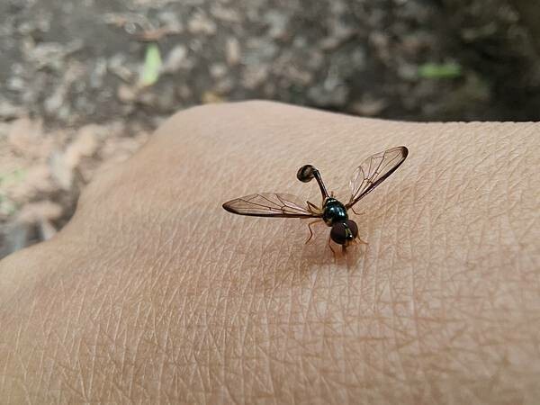 松鶴部落-森林五感體驗,享受敲樹皮、精油噴霧DIY及山林饗宴
