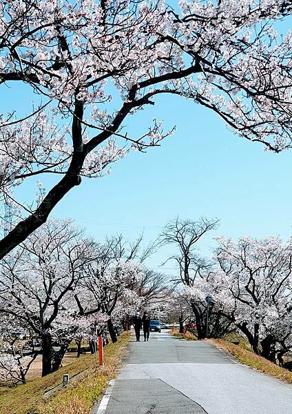 2023日本賞櫻自由行~138タワーパーク