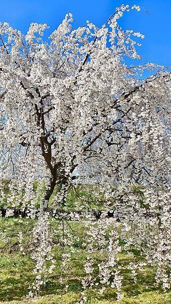 2023日本賞櫻自由行~138タワーパーク