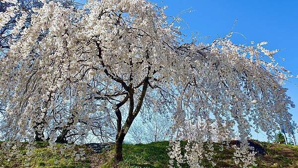 2023日本賞櫻自由行~138タワーパーク