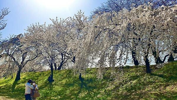 2023日本賞櫻自由行~138タワーパーク