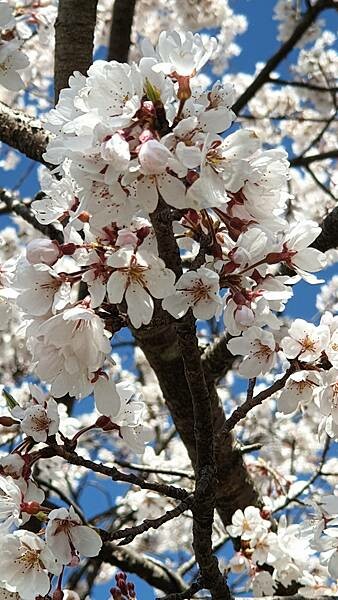 2023日本賞櫻自由行~138タワーパーク