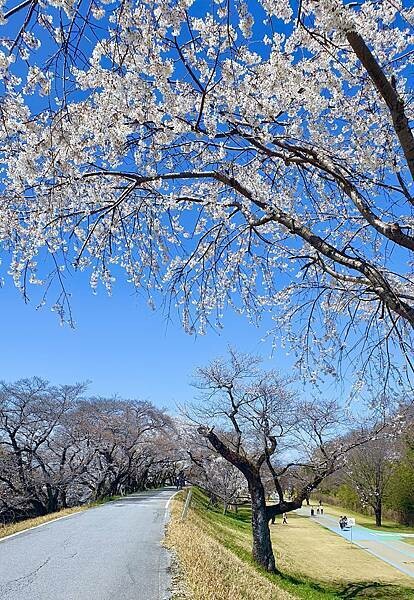 2023日本賞櫻自由行~138タワーパーク