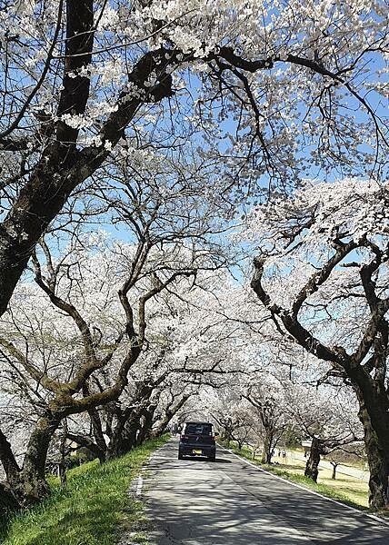 2023日本賞櫻自由行~138タワーパーク