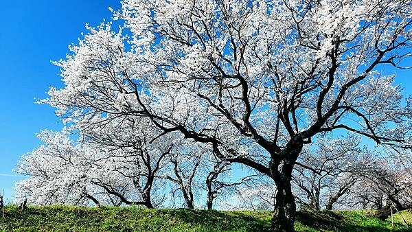 2023日本賞櫻自由行~138タワーパーク