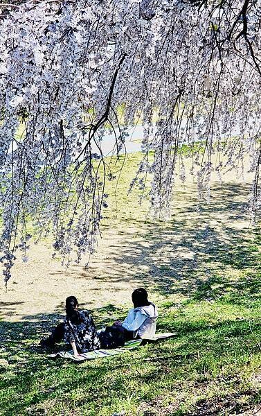 2023日本賞櫻自由行~138タワーパーク