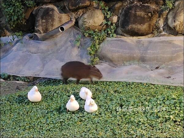 千野村26.jpg 千野村26.jpg