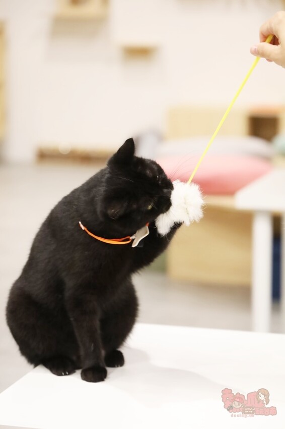 【台南桌遊】呼嚕基地貓咪桌遊咖啡廳！隱藏在商辦大樓的貓咪桌遊咖啡廳，免費自助吧可無限享用~ - 熱血玩台南。跳躍新世界