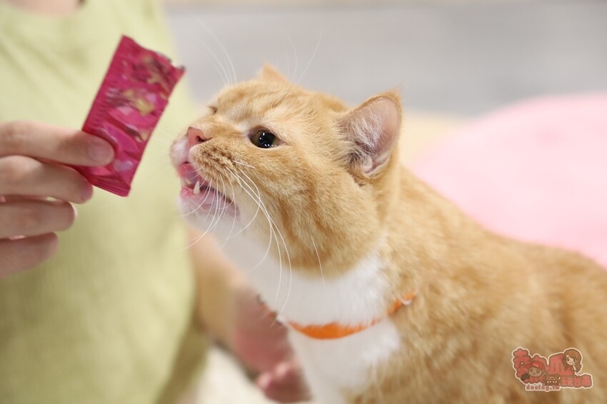 【台南桌遊】呼嚕基地貓咪桌遊咖啡廳！隱藏在商辦大樓的貓咪桌遊咖啡廳，免費自助吧可無限享用~ - 熱血玩台南。跳躍新世界