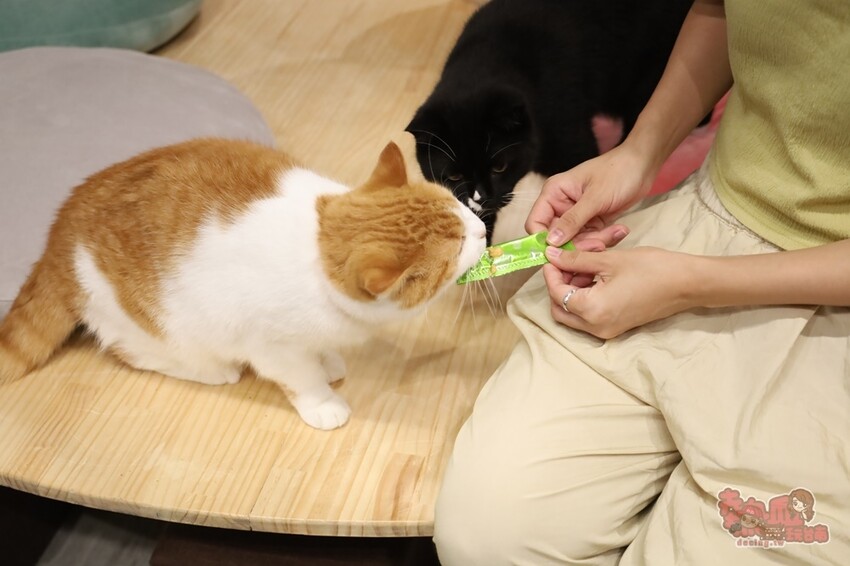 【台南桌遊】呼嚕基地貓咪桌遊咖啡廳！隱藏在商辦大樓的貓咪桌遊咖啡廳，免費自助吧可無限享用~ - 熱血玩台南。跳躍新世界