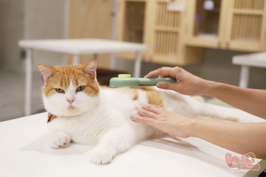 【台南桌遊】呼嚕基地貓咪桌遊咖啡廳！隱藏在商辦大樓的貓咪桌遊咖啡廳，免費自助吧可無限享用~ - 熱血玩台南。跳躍新世界