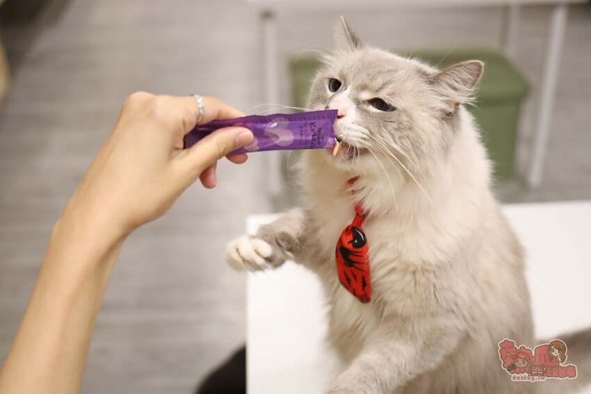 【台南桌遊】呼嚕基地貓咪桌遊咖啡廳！隱藏在商辦大樓的貓咪桌遊咖啡廳，免費自助吧可無限享用~ - 熱血玩台南。跳躍新世界