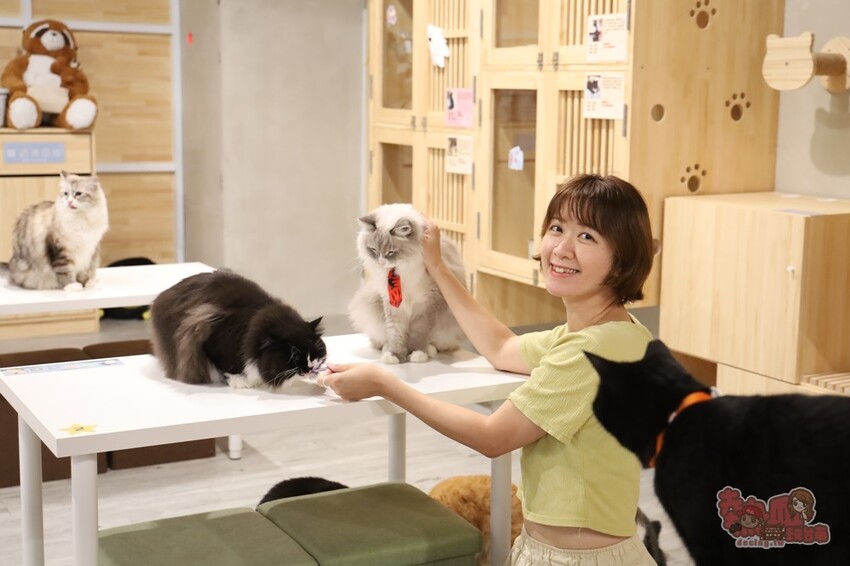 【台南桌遊】呼嚕基地貓咪桌遊咖啡廳！隱藏在商辦大樓的貓咪桌遊咖啡廳，免費自助吧可無限享用~ - 熱血玩台南。跳躍新世界