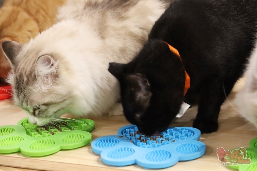 【台南桌遊】呼嚕基地貓咪桌遊咖啡廳！隱藏在商辦大樓的貓咪桌遊咖啡廳，免費自助吧可無限享用~ - 熱血玩台南。跳躍新世界