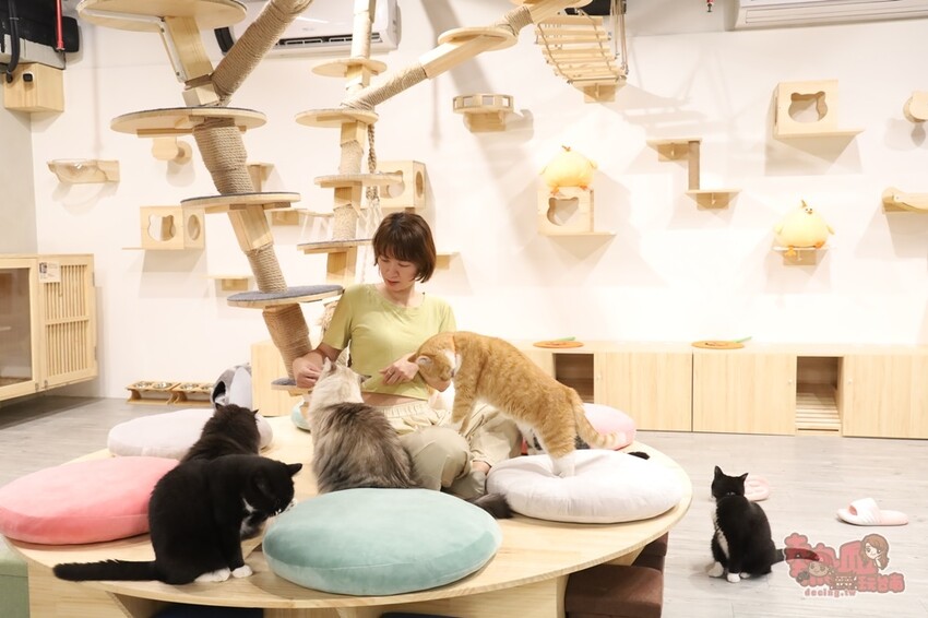 【台南桌遊】呼嚕基地貓咪桌遊咖啡廳！隱藏在商辦大樓的貓咪桌遊咖啡廳，免費自助吧可無限享用~ - 熱血玩台南。跳躍新世界