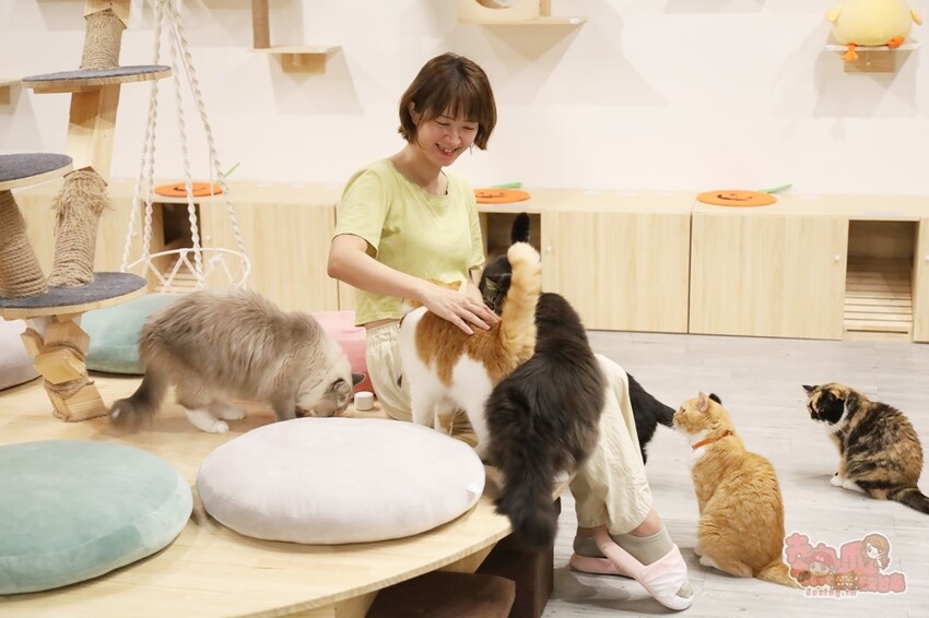 【台南桌遊】呼嚕基地貓咪桌遊咖啡廳！隱藏在商辦大樓的貓咪桌遊咖啡廳，免費自助吧可無限享用~ - 熱血玩台南。跳躍新世界