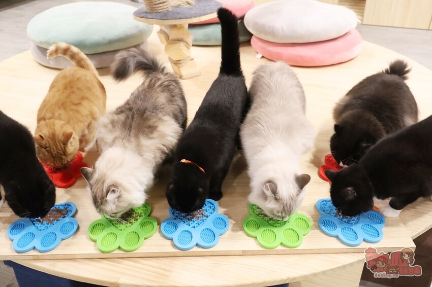 【台南桌遊】呼嚕基地貓咪桌遊咖啡廳！隱藏在商辦大樓的貓咪桌遊咖啡廳，免費自助吧可無限享用~ - 熱血玩台南。跳躍新世界