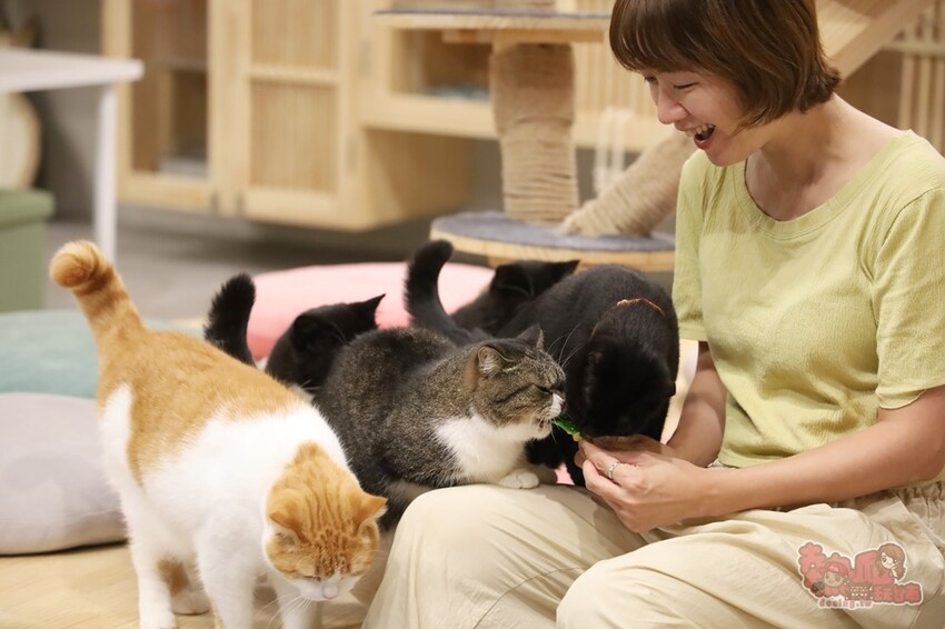 【台南桌遊】呼嚕基地貓咪桌遊咖啡廳！隱藏在商辦大樓的貓咪桌遊咖啡廳，免費自助吧可無限享用~ - 熱血玩台南。跳躍新世界