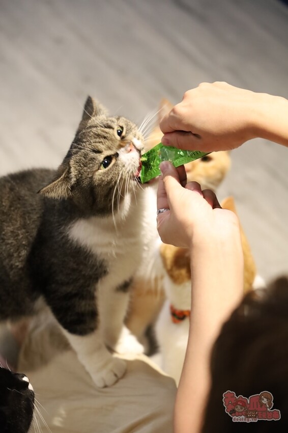 【台南桌遊】呼嚕基地貓咪桌遊咖啡廳！隱藏在商辦大樓的貓咪桌遊咖啡廳，免費自助吧可無限享用~ - 熱血玩台南。跳躍新世界