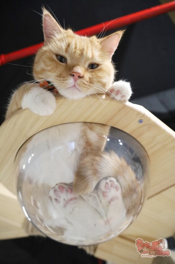 【台南桌遊】呼嚕基地貓咪桌遊咖啡廳！隱藏在商辦大樓的貓咪桌遊咖啡廳，免費自助吧可無限享用~ - 熱血玩台南。跳躍新世界