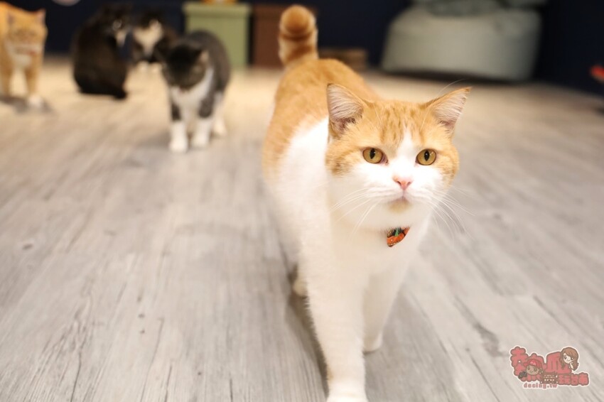 【台南桌遊】呼嚕基地貓咪桌遊咖啡廳！隱藏在商辦大樓的貓咪桌遊咖啡廳，免費自助吧可無限享用~ - 熱血玩台南。跳躍新世界