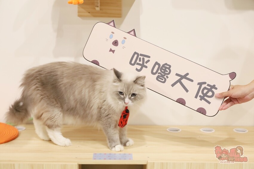 【台南桌遊】呼嚕基地貓咪桌遊咖啡廳！隱藏在商辦大樓的貓咪桌遊咖啡廳，免費自助吧可無限享用~ - 熱血玩台南。跳躍新世界