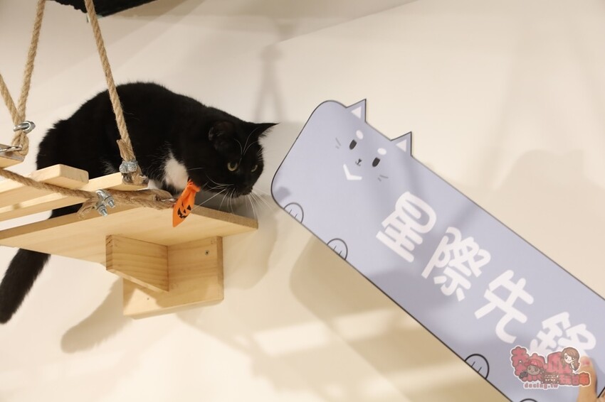 【台南桌遊】呼嚕基地貓咪桌遊咖啡廳！隱藏在商辦大樓的貓咪桌遊咖啡廳，免費自助吧可無限享用~ - 熱血玩台南。跳躍新世界