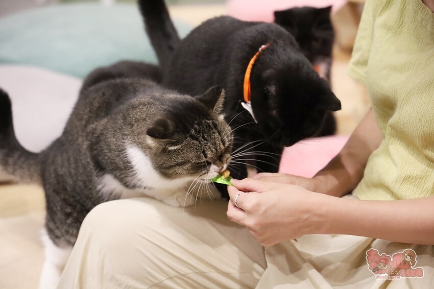 【台南桌遊】呼嚕基地貓咪桌遊咖啡廳！隱藏在商辦大樓的貓咪桌遊咖啡廳，免費自助吧可無限享用~ - 熱血玩台南。跳躍新世界