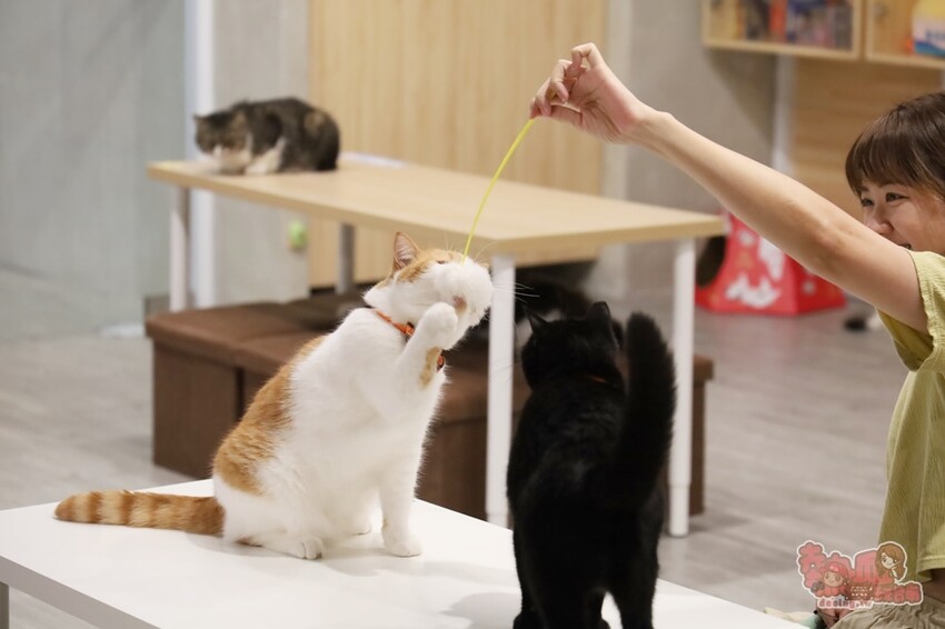 【台南桌遊】呼嚕基地貓咪桌遊咖啡廳！隱藏在商辦大樓的貓咪桌遊咖啡廳，免費自助吧可無限享用~ - 熱血玩台南。跳躍新世界