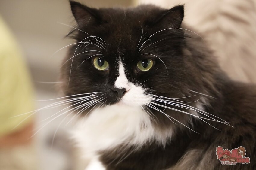 【台南桌遊】呼嚕基地貓咪桌遊咖啡廳！隱藏在商辦大樓的貓咪桌遊咖啡廳，免費自助吧可無限享用~ - 熱血玩台南。跳躍新世界