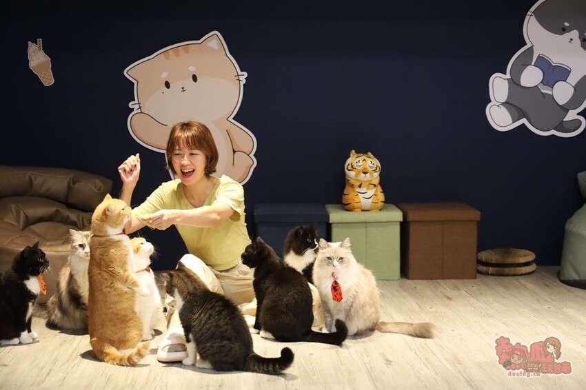 【台南桌遊】呼嚕基地貓咪桌遊咖啡廳！隱藏在商辦大樓的貓咪桌遊咖啡廳，免費自助吧可無限享用~ - 熱血玩台南。跳躍新世界