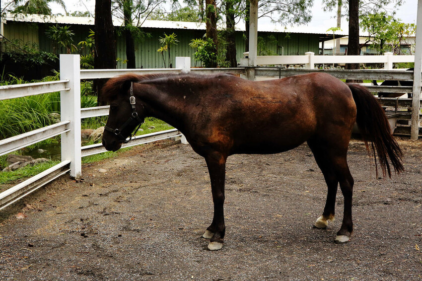 高雄親子景點寵物友善景觀餐廳。喝咖啡看飛機、可愛動物區互動、 高雄親子景點寵物友善景觀餐廳。喝咖啡看飛機、可愛動物區互動、