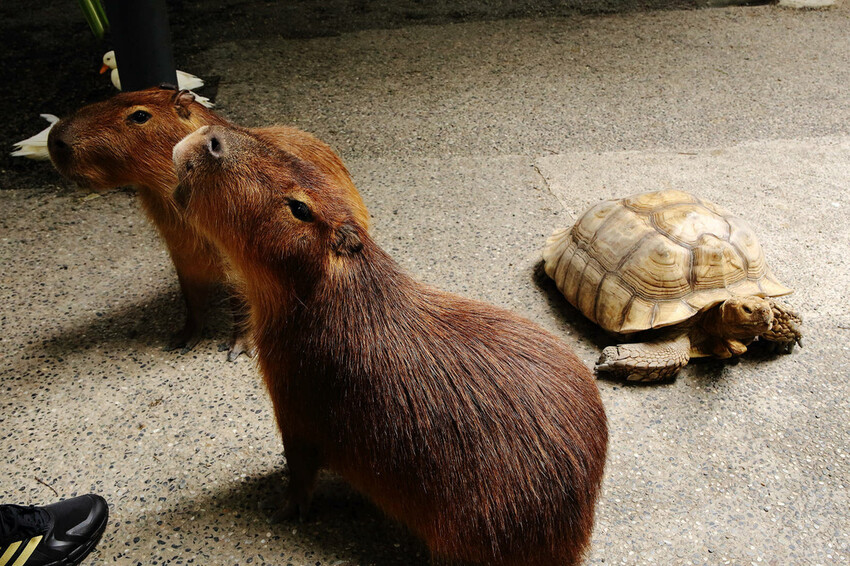 高雄親子景點寵物友善景觀餐廳。喝咖啡看飛機、可愛動物區互動、 高雄親子景點寵物友善景觀餐廳。喝咖啡看飛機、可愛動物區互動、