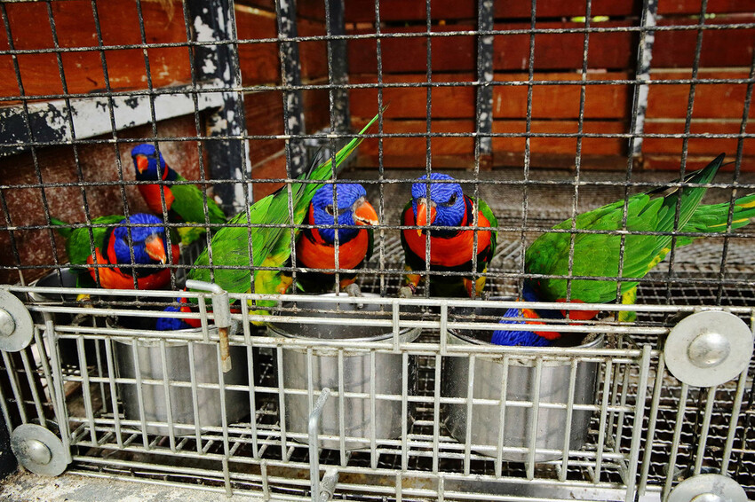 高雄親子景點寵物友善景觀餐廳。喝咖啡看飛機、可愛動物區互動、 高雄親子景點寵物友善景觀餐廳。喝咖啡看飛機、可愛動物區互動、