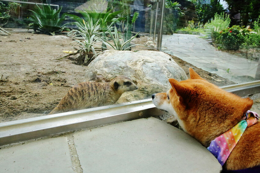 高雄親子景點寵物友善景觀餐廳。喝咖啡看飛機、可愛動物區互動、 高雄親子景點寵物友善景觀餐廳。喝咖啡看飛機、可愛動物區互動、