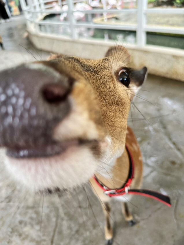 高雄親子景點寵物友善景觀餐廳。喝咖啡看飛機、可愛動物區互動、 高雄親子景點寵物友善景觀餐廳。喝咖啡看飛機、可愛動物區互動、