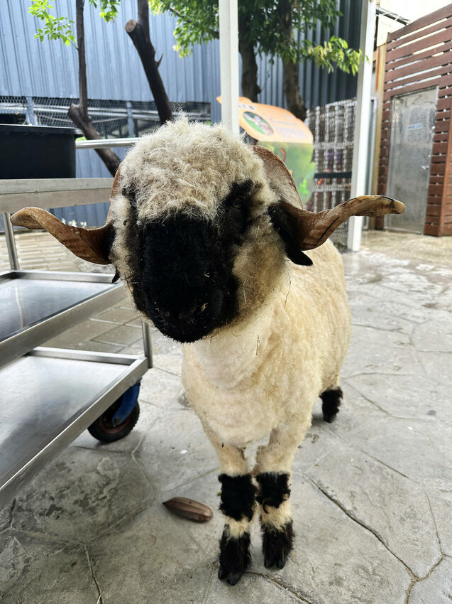 高雄親子景點寵物友善景觀餐廳。喝咖啡看飛機、可愛動物區互動、 高雄親子景點寵物友善景觀餐廳。喝咖啡看飛機、可愛動物區互動、