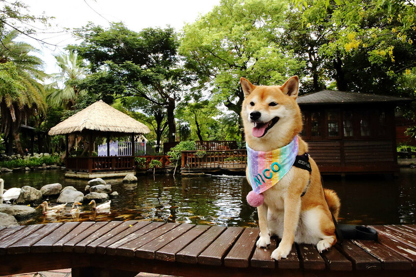 高雄親子景點寵物友善景觀餐廳。喝咖啡看飛機、可愛動物區互動、 高雄親子景點寵物友善景觀餐廳。喝咖啡看飛機、可愛動物區互動、