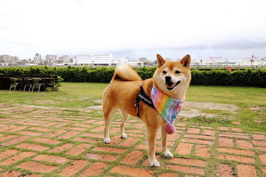 高雄親子景點寵物友善景觀餐廳。喝咖啡看飛機、可愛動物區互動、 高雄親子景點寵物友善景觀餐廳。喝咖啡看飛機、可愛動物區互動、