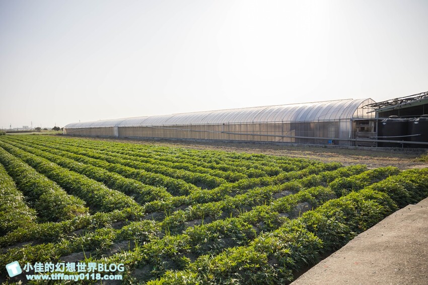 [雲林景點]期間限定「雲林厚工學」展、鐵花窗網美必拍、微醺農場超好吃小黃瓜/帶你看見不一樣的雲林之美