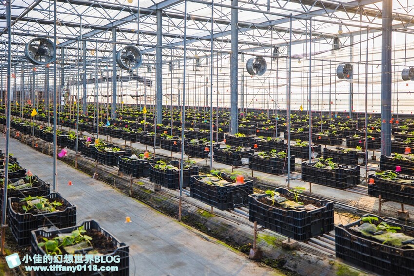 [雲林景點]期間限定「雲林厚工學」展、鐵花窗網美必拍、微醺農場超好吃小黃瓜/帶你看見不一樣的雲林之美