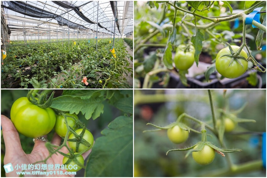 [雲林景點]期間限定「雲林厚工學」展、鐵花窗網美必拍、微醺農場超好吃小黃瓜/帶你看見不一樣的雲林之美