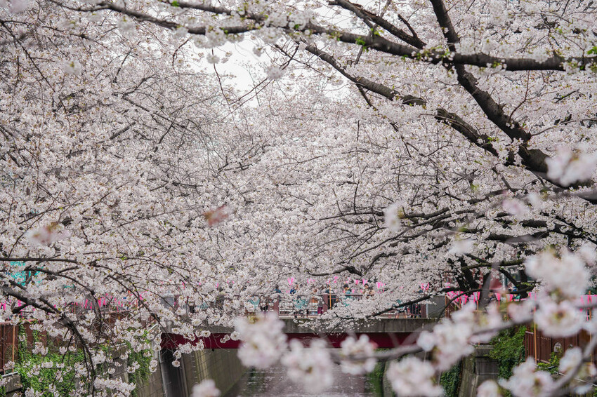 豪德寺 東京景點 日本三大招財貓神社之一 帶隻貓兒回家吧！