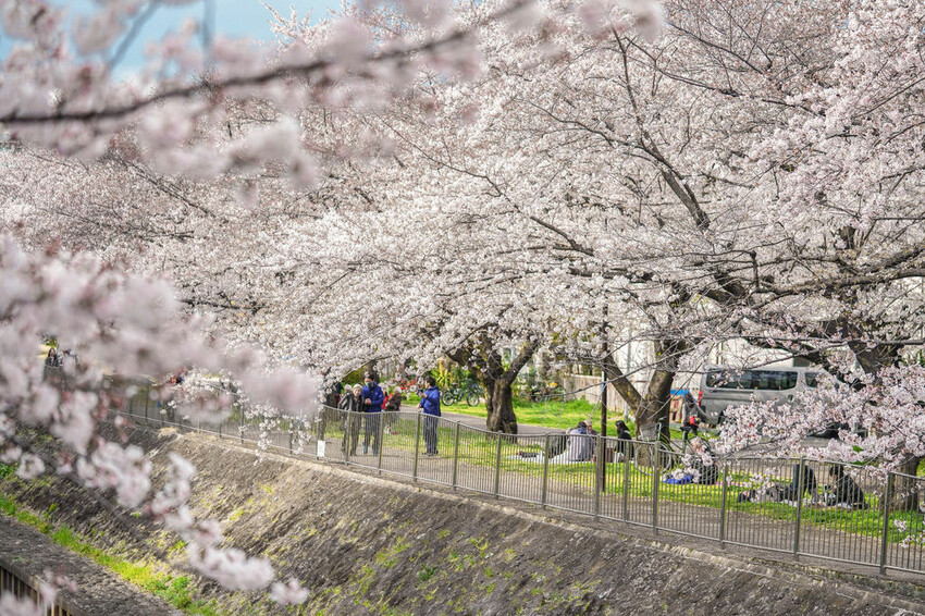 豪德寺 東京景點 日本三大招財貓神社之一 帶隻貓兒回家吧！