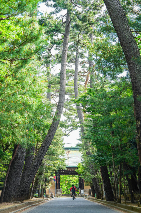 豪德寺 東京景點 日本三大招財貓神社之一 帶隻貓兒回家吧！