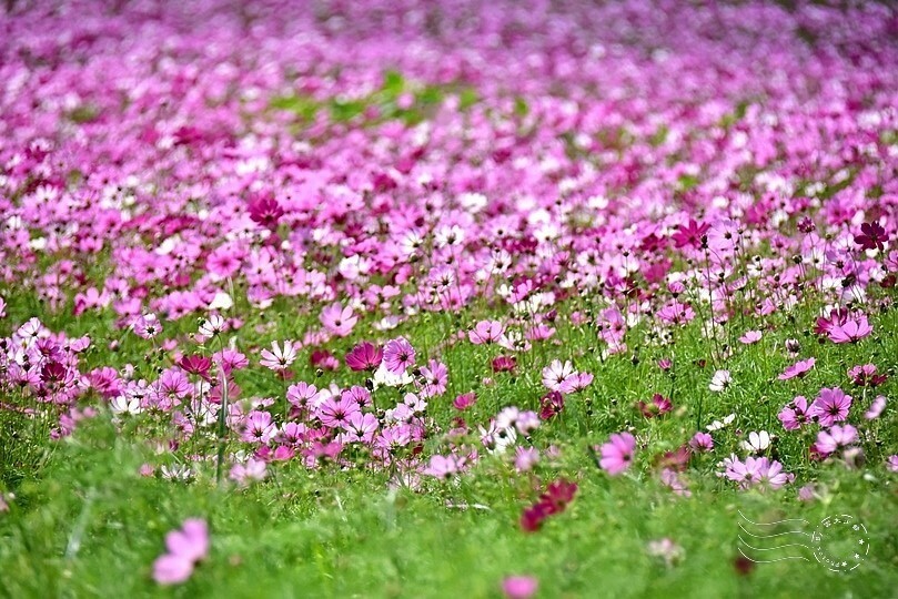 【2023臺中國際花毯節】:愛你愛山,璀璨重綻,全台最大規模,新社花海