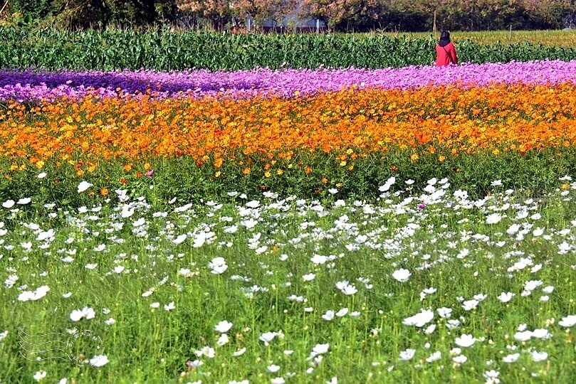 2023桃園花彩節:6萬坪花舞童話,超浪漫漸層彩虹花海